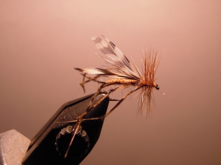 Coulee Cranefly